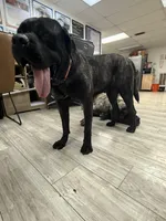 Coming soon!, a  English Mastiff for sale in Tampa, FL – Photo 8 of 10