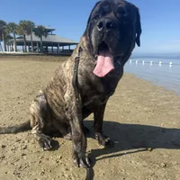 Coming soon!, a  English Mastiff for sale in Tampa, FL – Photo 1 of 10