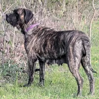 Coming soon!, a  English Mastiff for sale in Tampa, FL – Photo 2 of 10