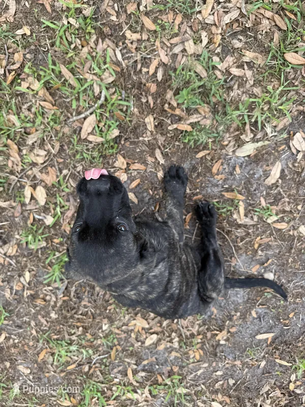 Big Bertha  – English Mastiff puppy for sale in Tampa, FL