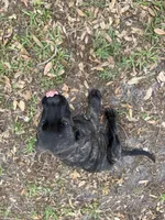 Big Bertha , a female English Mastiff for sale in Tampa, FL – Photo 1 of 3