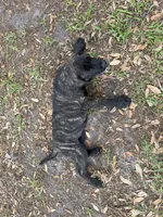 Big Bertha , a female English Mastiff for sale in Tampa, FL – Photo 3 of 3