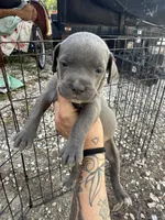 Girl 2, a female Cane Corso for sale in Tampa, FL – 2 of 3