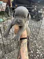 Girl 2, a female Cane Corso for sale in Tampa, FL – 3 of 3