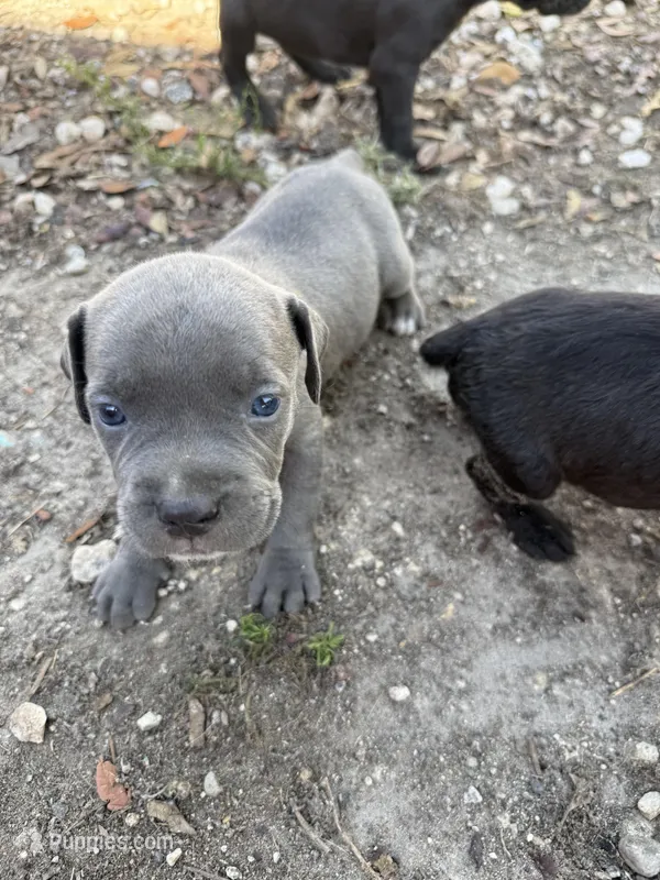 Girl 2 – Cane Corso puppy for sale in Tampa, FL