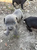Girl 2, a female Cane Corso for sale in Tampa, FL – 1 of 3
