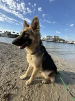 Caliber , a male German Shepherd Dog for sale in Tampa, FL – 4 of 10