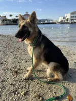 Caliber , a male German Shepherd Dog for sale in Tampa, FL – 10 of 10