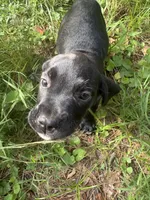 Corso pups, a female Cane Corso for sale in Atlanta, GA – 6 of 10
