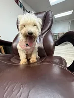 Zoey, a female Maltipoo for sale in Tampa, FL – Photo 1 of 4