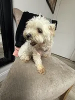 Zoey, a female Maltipoo for sale in Tampa, FL – Photo 4 of 4