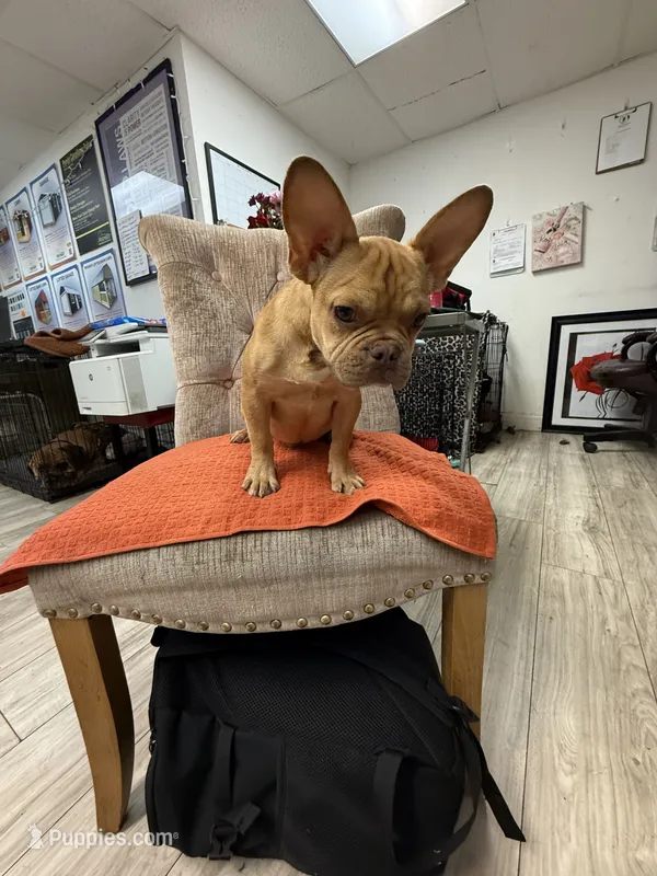 Wrangler – French Bulldog puppy for sale in Tampa, FL