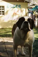 Sweat pea, a male Saint Bernard for sale in Tampa, FL – Photo 2 of 3