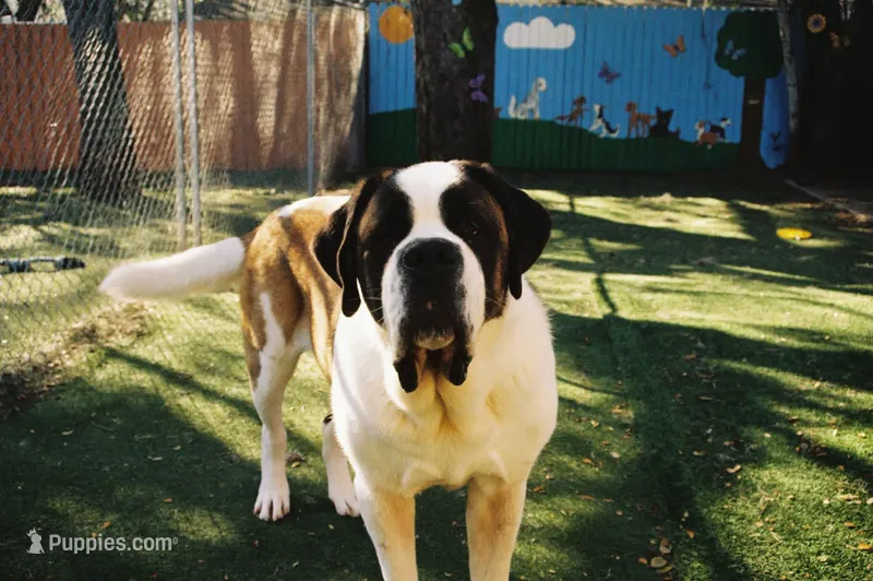 Sweat pea – Saint Bernard puppy for sale in Tampa, FL