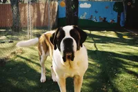 Sweat pea, a male Saint Bernard for sale in Tampa, FL – Photo 1 of 3