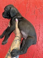 Thor , a female Cane Corso for sale in Tampa, FL – 3 of 4