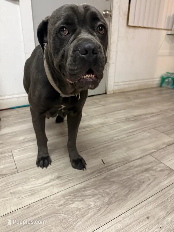 Nova – Cane Corso puppy for sale in Tampa, FL