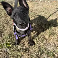 Delta, a female Belgian Malinois for sale in Tampa, FL – Photo 3 of 7