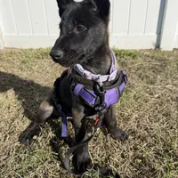 Delta, a female Belgian Malinois for sale in Tampa, FL – Photo 5 of 7