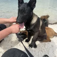 Delta, a female Belgian Malinois for sale in Tampa, FL – Photo 7 of 7