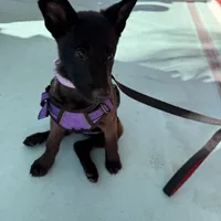 Delta, a female Belgian Malinois for sale in Tampa, FL – Photo 1 of 7