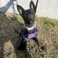 Delta, a female Belgian Malinois for sale in Tampa, FL – Photo 2 of 7