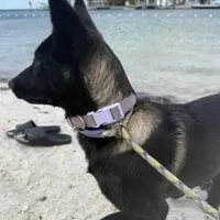 Delta, a female Belgian Malinois for sale in Tampa, FL – Photo 6 of 7