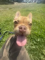 Wrangler, a male French Bulldog for sale in Tampa, FL – 3 of 5