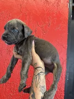 King, a male Cane Corso for sale in Tampa, FL – 3 of 5