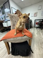 Wrangler, a male French Bulldog for sale in Tampa, FL – 2 of 5