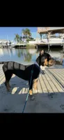 Aurora , a female Rottweiler and Cane Corso for sale in Tampa, FL – 4 of 6