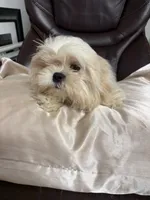 Tofu , a male Maltese and Shih Tzu for sale in Atlanta, GA – 6 of 6
