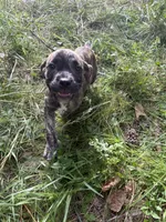 Corso pups, a female Cane Corso for sale in Atlanta, GA – 8 of 10