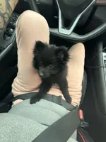 Bear, a male Pomeranian for sale in Anniston, AL – Photo 3 of 5