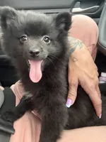 Bear, a male Pomeranian for sale in Anniston, AL – Photo 2 of 5