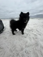 Bear, a male Pomeranian for sale in Anniston, AL – Photo 5 of 5