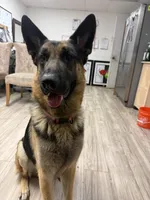 Moose, a male German Shepherd Dog for sale in Tampa, FL – Photo 2 of 5