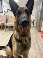 Moose, a male German Shepherd Dog for sale in Tampa, FL – Photo 4 of 5