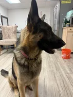 Moose, a male German Shepherd Dog for sale in Tampa, FL – Photo 3 of 5