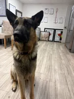 Moose, a male German Shepherd Dog for sale in Tampa, FL – Photo 1 of 5