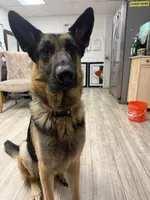 Moose, a male German Shepherd Dog for sale in Tampa, FL – Photo 5 of 5