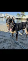 Aurora , a female Rottweiler and Cane Corso for sale in Tampa, FL – 3 of 6
