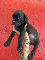 Thor , a female Cane Corso for sale in Tampa, FL – 4 of 4