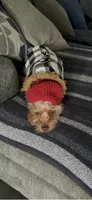 Walle , a male Yorkshire Terrier for sale in Guin, AL – 6 of 8