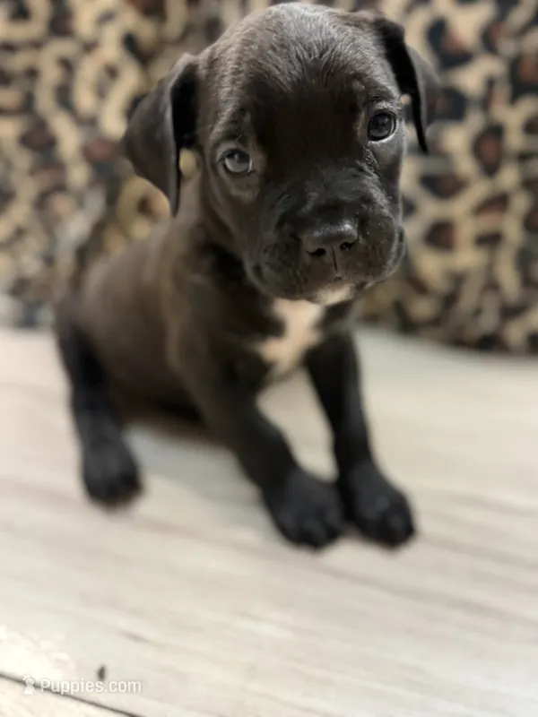 Suki – Cane Corso puppy for sale in Tampa, FL