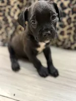 Suki, a female Cane Corso for sale in Guin, AL – 2 of 6