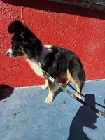 Comet, a male Toy Australian Shepherd for sale in Anniston, AL – Photo 5 of 5