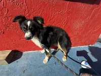 Comet, a male Toy Australian Shepherd for sale in Anniston, AL – Photo 1 of 5