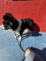 Comet, a male Toy Australian Shepherd for sale in Anniston, AL – Photo 2 of 5