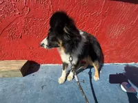 Comet, a male Toy Australian Shepherd for sale in Anniston, AL – Photo 4 of 5